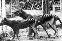 Tasmanski tiger