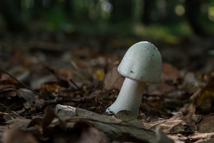 Amanita Virosa, Koničasta mušnica | Kaj se lahko zgodi, če gobarski priročnik, ki ga je s pomočjo orodja ChatGPT z namenom hitrega zaslužka nekdo naredil v enem dnevu, ne prepozna razlike med koničasto mušnico (na fotografiji), eno najbolj strupenih gob v Sloveniji, in užitnim hostnim kukmakom? V najslabšem primeru lahko kdo tudi umre.  | Foto Shutterstock