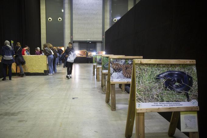 Razstava eksotičnih živali BIOEXO. Kača, pajek, kuščar | Foto: Bojan Puhek