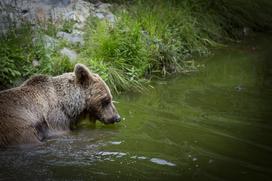 Živali v ljubljanskem živalskem vrtu se hladijo s sladoledom