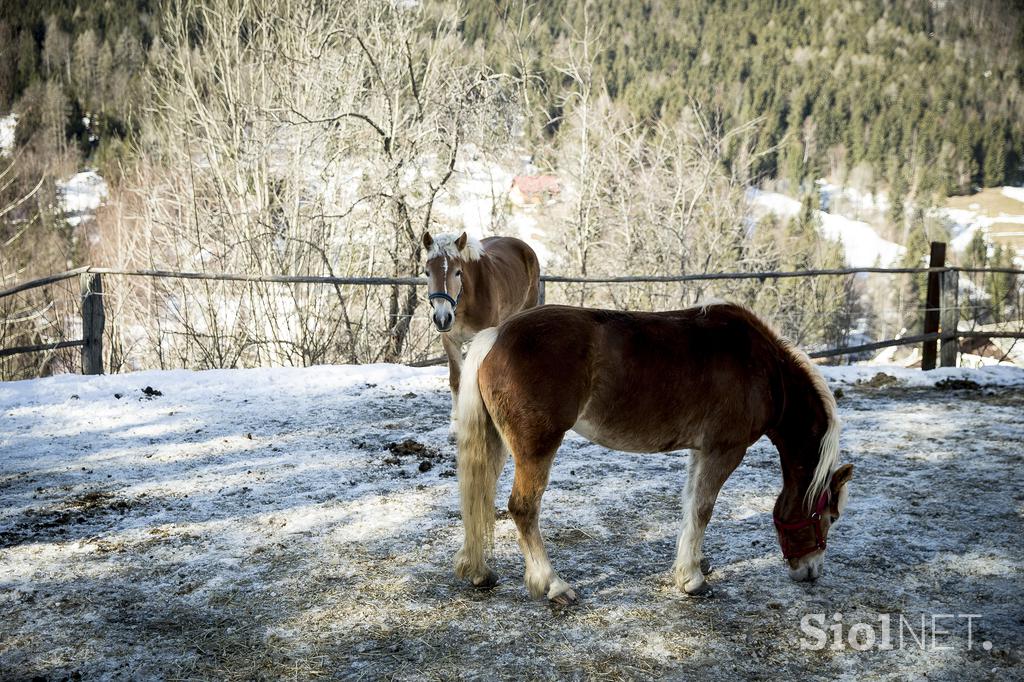 Kmetija Smolej Miha Planina pod Golico