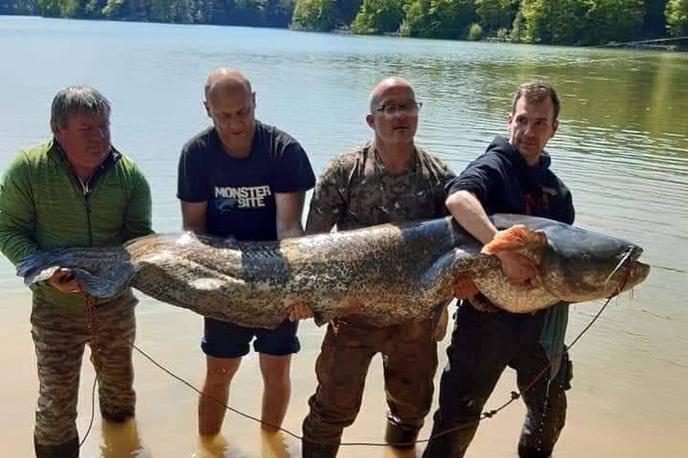 RD Celje, Maraton v somijadi | Rekordni som ujet v Šmartinskem jezeru je bil težak 84 kilogramov in dolg 2,48 metra. | Foto RD Celje