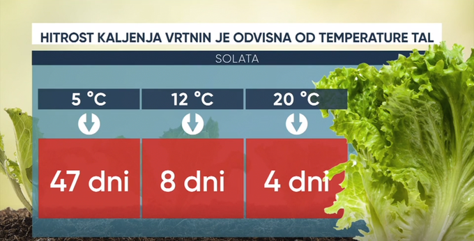 Kako temperature tal vplivajo na kalitev zelenjave. | Foto: Siol.net/ A. P. K.