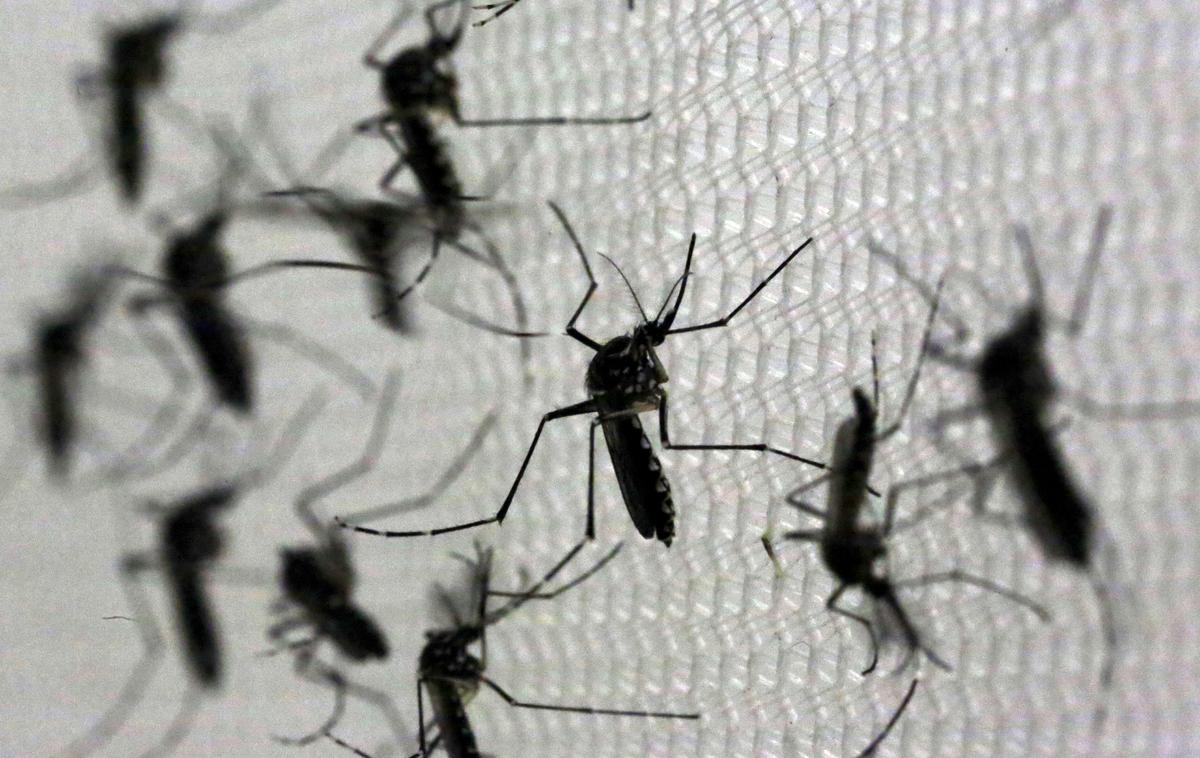 Komarji, Aedes aegypti | Virus Zahodnega Nila prenašajo komarji. Najpogosteje se virus zato pojavlja v toplejših mesecih, ko so komarji najbolj aktivni. Okužbe z njim so v preteklosti že bile tudi v Sloveniji. Tako so v letih 2013 in 2017 zabeležili po eno prijavo, leta 2018 pa pet prijav. | Foto Reuters