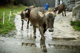 Kmetija Klančar Marjan Anita Pivk mlečni izdelki mleko krava kmetija Zadlog Črni vrh pri Idriji