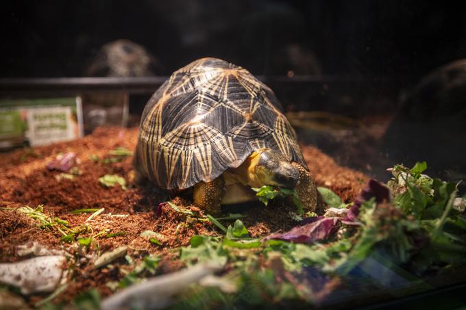 Razstava eksotičnih živali BIOEXO. Kača, pajek, kuščar | Foto: Bojan Puhek