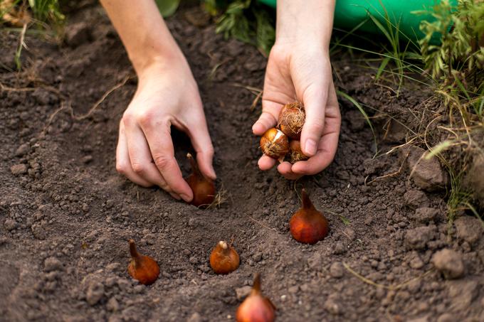 čebulnice | Foto: Thinkstock