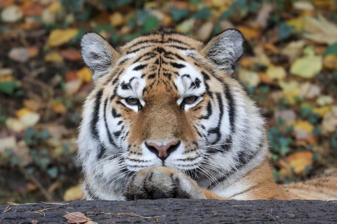 sibirski tiger | Foto Reuters