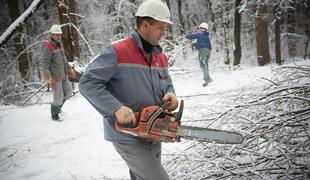 Za podrta drevesa bodo verjetno iztržili manj od pričakovanega (video)