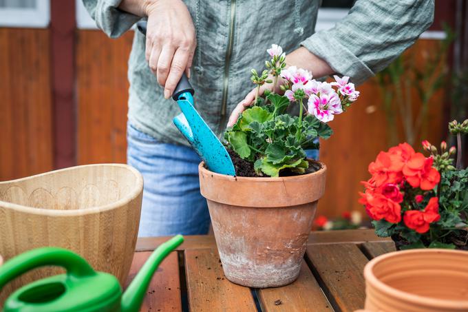 pelargonije | Foto: Getty Images