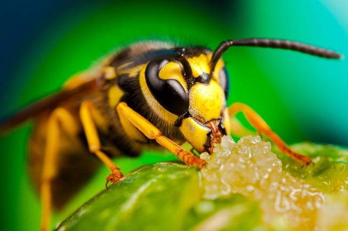  
V obdobju visokih temperatur se osam ne približujmo, saj bi s tem izzvali njihovo obrambno obnašanje, ki se običajno konča s pikom. | Foto: 