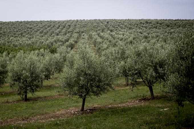 Na Monte Rossu je z oljkami zasajenih kar 40 hektarjev, ko bodo dosegle polno rodnost, nameravajo pridelati okoli 30 tisoč litrov olja na leto. | Foto: Ana Kovač