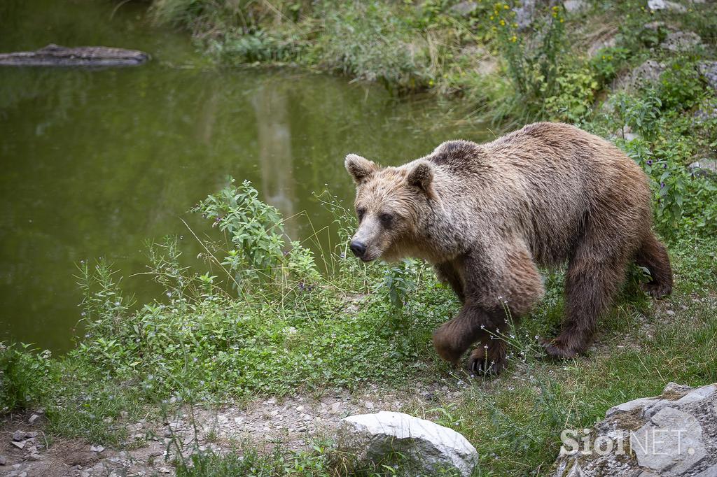 Živali v ljubljanskem živalskem vrtu se hladijo s sladoledom