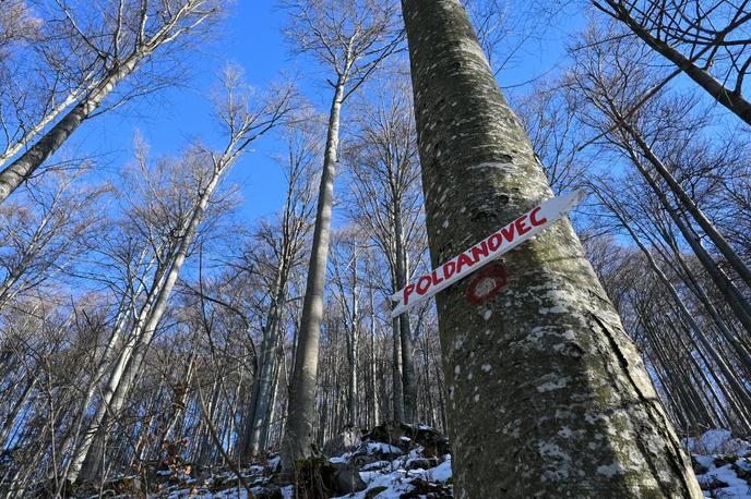 Lokve Poldanovec Trnovski gozd | Foto Matej Podgoršek