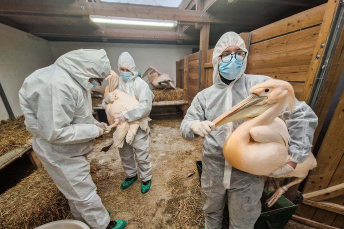 ptičja gripa | Rejce perutnine in ptic v ujetništvu pozivajo, naj v primeru, da opazijo katerega od znakov bolezni, o tem takoj obvestijo svojega veterinarja. Med znaki so zmanjšana poraba krme in vode za več kot 20 odstotkov, padec nesnosti za več kot pet odstotkov, ki traja že več kot dva dni, povišan dnevni pogin za več kot trikrat od pričakovanega ali pojav različnih kliničnih znakov. | Foto ZOO Ljubljana