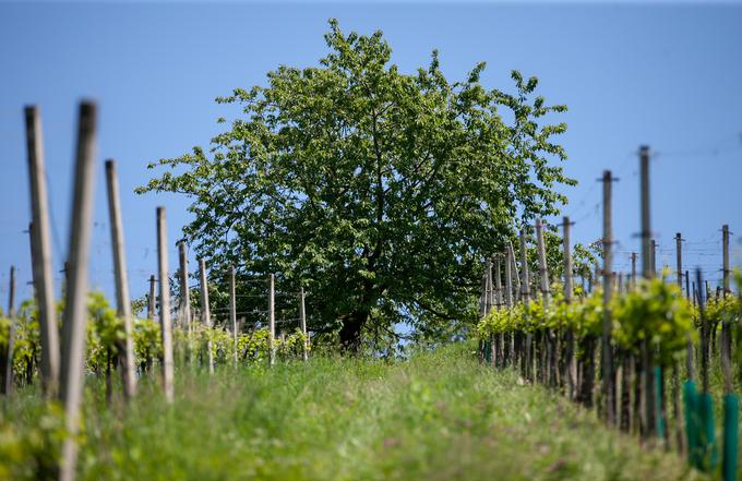 Ekološka kmetija Valentan Vodole Malečnik vino vinograd | Foto: Peter Susič