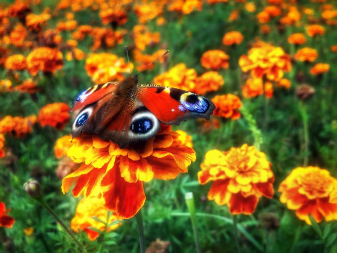 žametnica, tagetes | Foto: Thinkstock