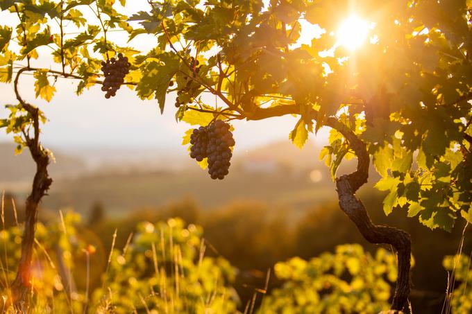 pohodniška pot Mestni vrh | Foto: Boštjan Selinšek/visitptuj.eu