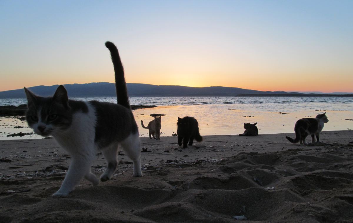 Su Pallosu, mačja plaža | Foto gattisupallosu.org