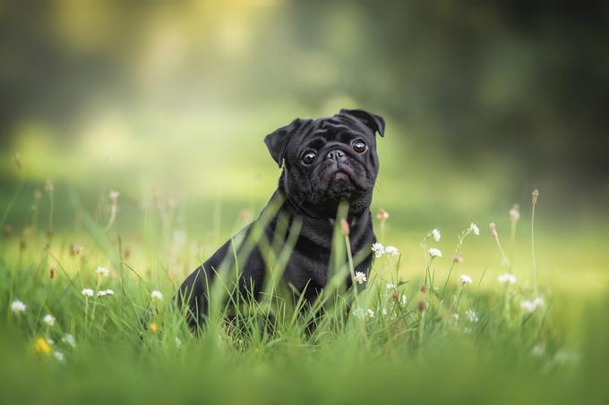 Ne potrebujejo ogromno vadbe, a uživajo v dnevnih sprehodih in kratki igri. | Foto: Shutterstock