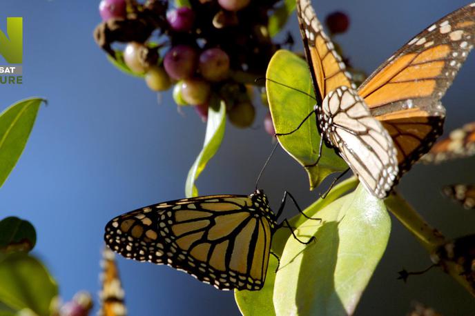 Marec na Viasat Nature | Dokumentarna serija Ameriški divji letni časi proslavlja čudovito ameriško divjino skozi obdobje štirih letnih časov. | Foto Blue Ant Media