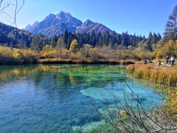 Zelenci | Foto: Nina Vogrin