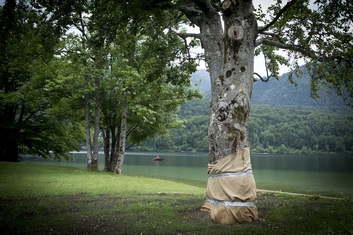 Bukev Bohinj | Foto Ana Kovač