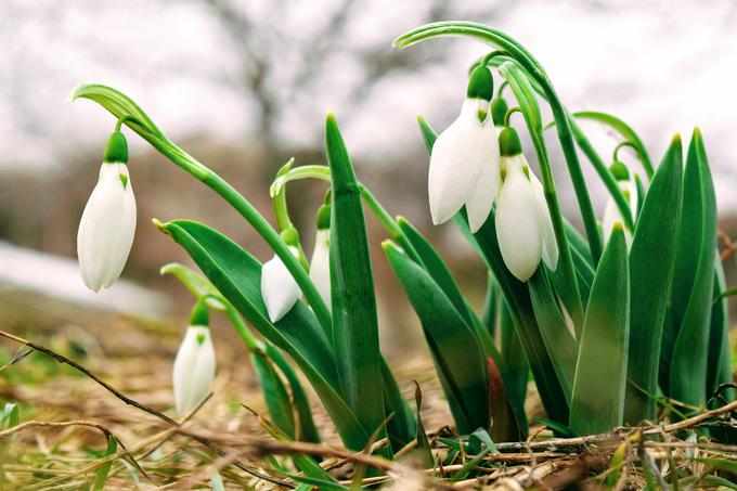 Nekateri navdušenci so namreč za eno samo rastlinico pripravljeni odšteti več sto evrov, največji ljubitelji pa tudi več kot tisoč evrov. | Foto: Thinkstock