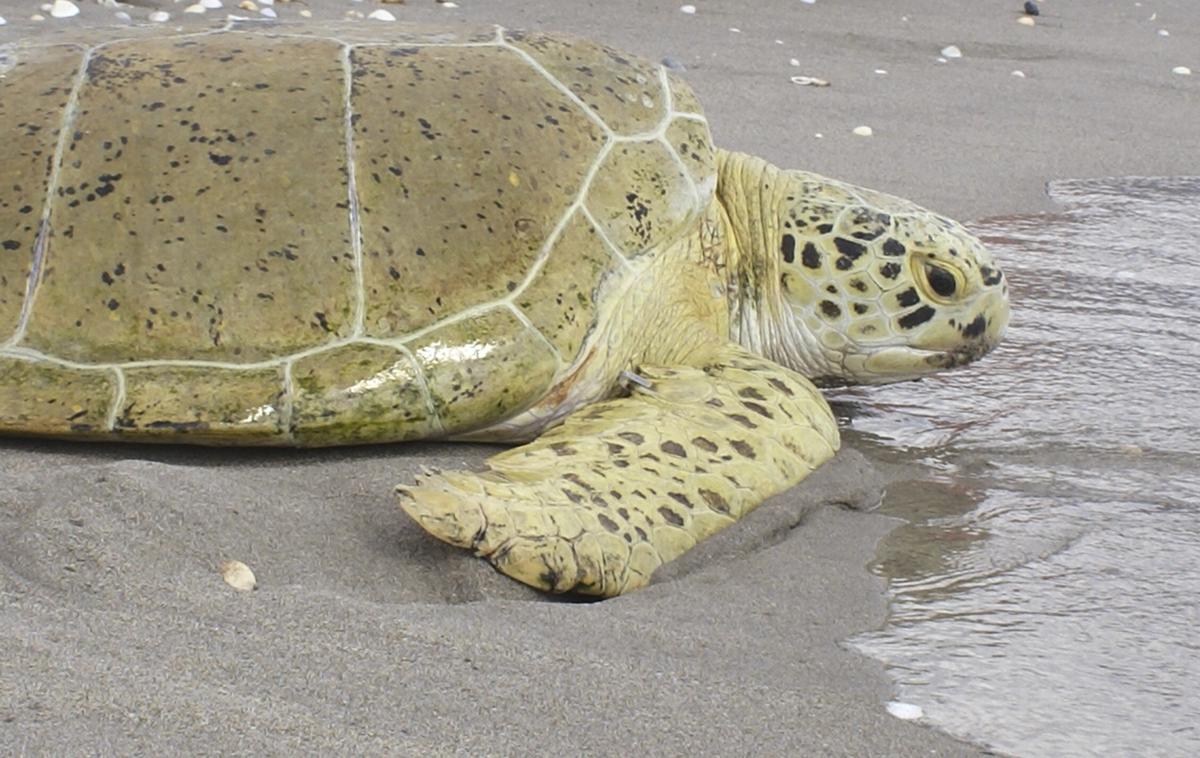 morska želva | Magnetorecepcija med drugim omogoča velikim morskim želvam vrnitev na plažo, kjer so začele svojo življenjsko pot. | Foto Reuters