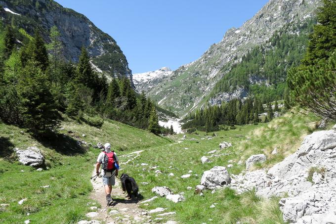 Ko je pes na povodcu, je zelo pomembno, da ni na lastnika fiksno vpet z vponko. | Foto: Osebni arhiv Žige Macedonija