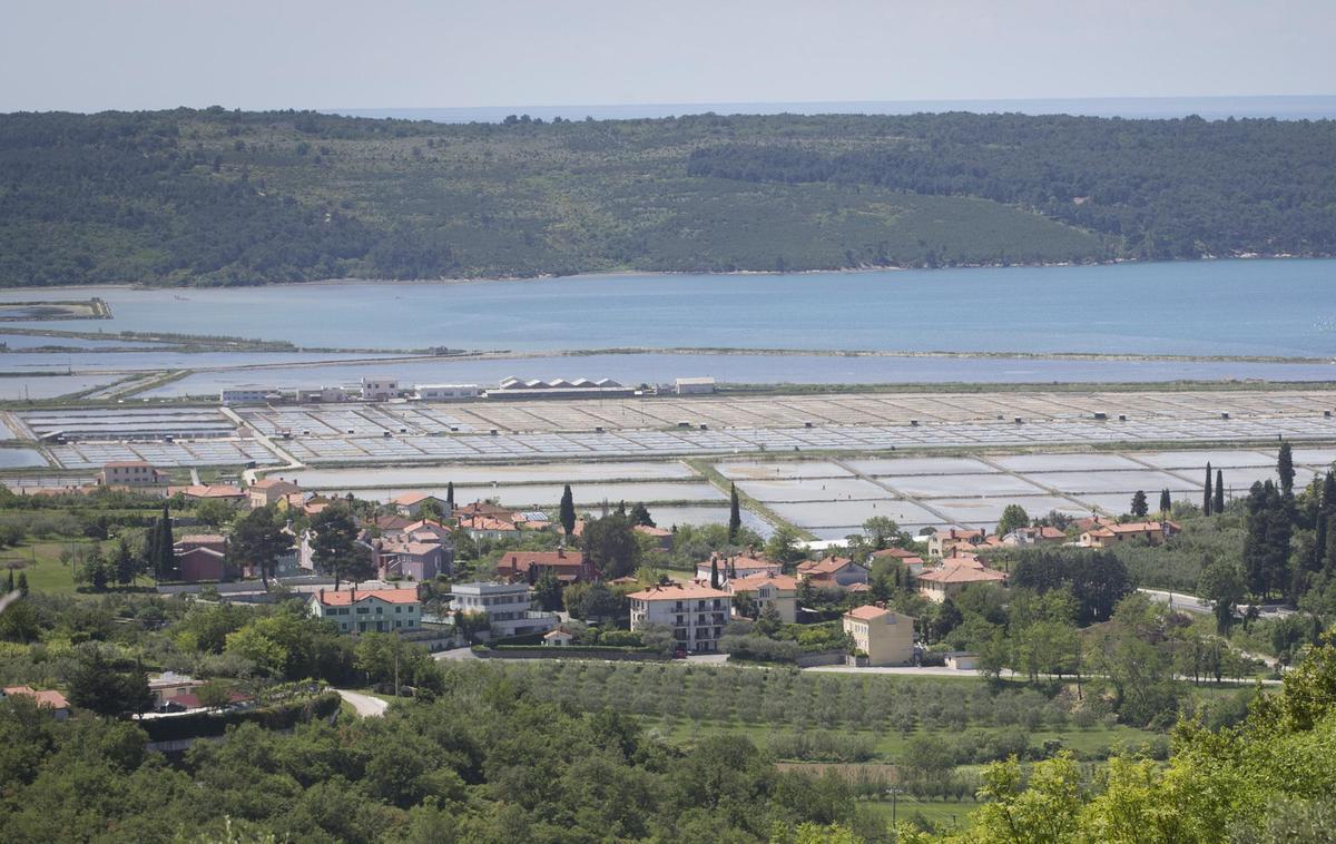 Sečoveljske soline | Foto Bojan Puhek