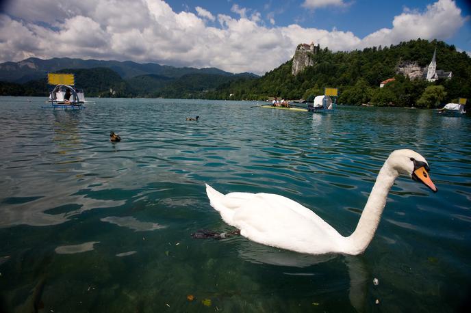 Veslanje Bled | Na Bledu bo konec tedna zelo pestro. | Foto Vid Ponikvar