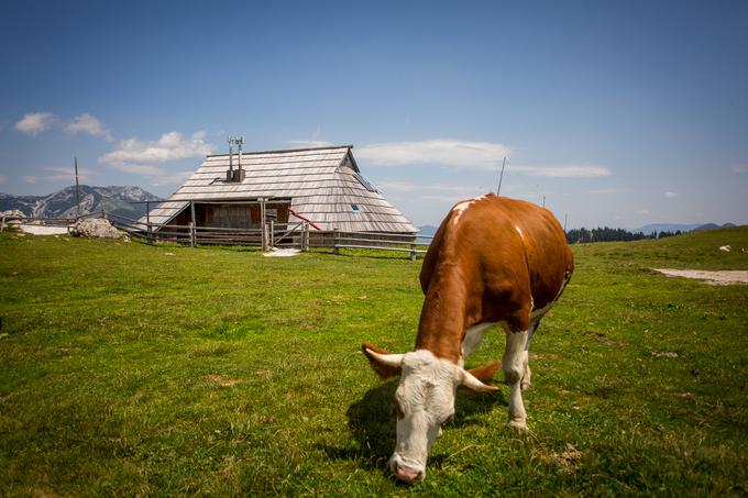 Velika planina | Foto: Žiga Zupan/Sportida