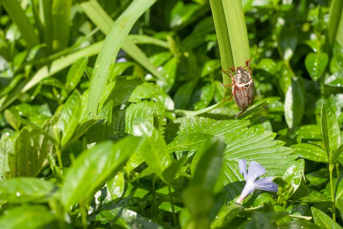 majski hrošč | Foto: Thinkstock