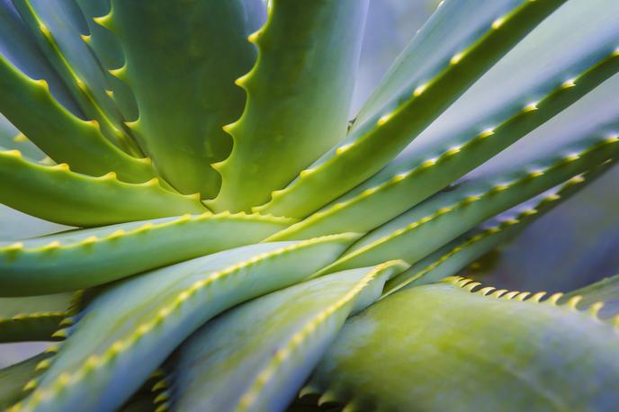 aloe vera | Foto Thinkstock