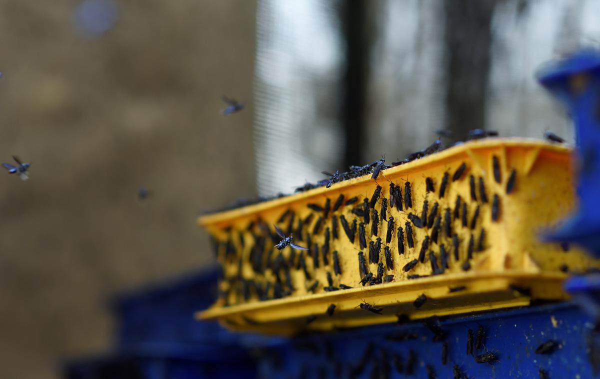 Črna bojevniška muha | Z vzrejo črne bojevniške muhe Singapurca računata na ustvarjanje dobička. | Foto Reuters