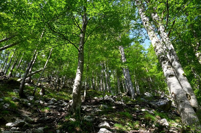 Zadnji del vzpona skozi gozd je znova bolj položen. | Foto: Matej Podgoršek