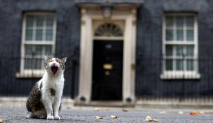 Maček Larry že deset let kraljuje na Downing Streetu