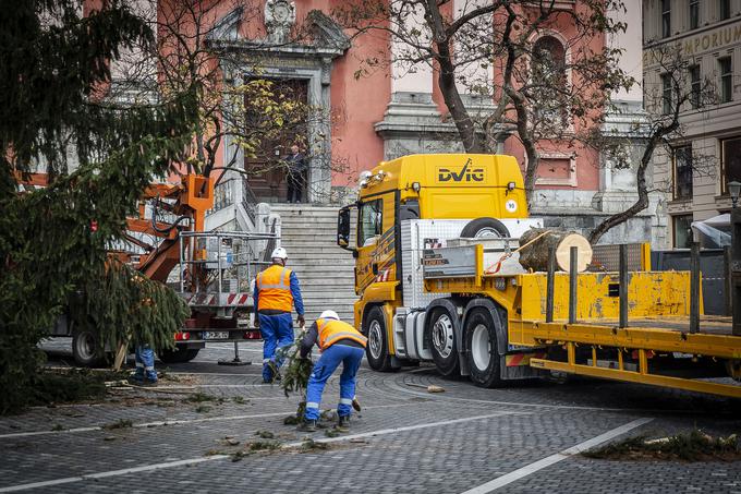 Božična smreka | Foto: Ana Kovač