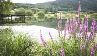 Naravni biser na robu Ljubljanskega barja, pod katerim prebiva veliki zmaj #foto