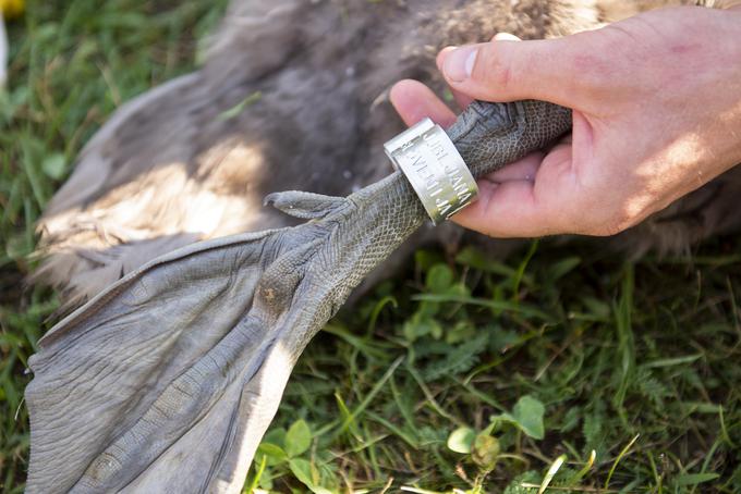 labodi Koseze Koseški bajer obročkanje | Foto: STA ,