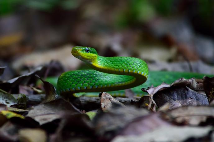 Zelena mamba | Na Nizozemskem še vedno iščejo pobeglo zeleno mambo. Lastnik je druge kače, ki jih še ima v lasti, že preselil drugam. | Foto Shutterstock