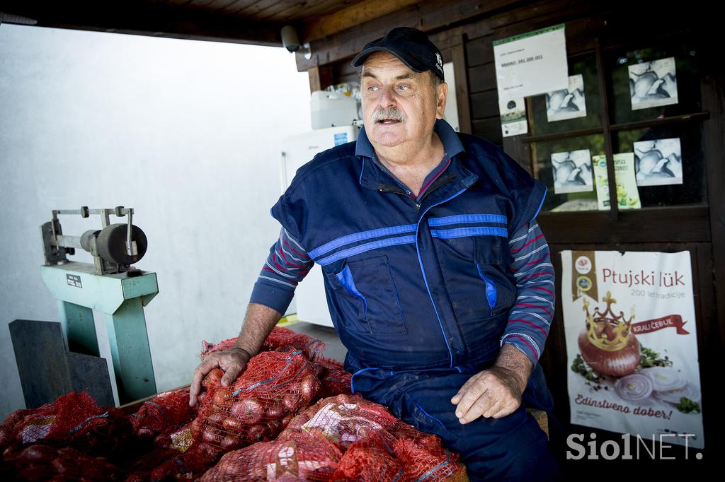 Kmetija majerič Branko Ptuj Ptujski lük čebula ohranitveno kmetijstvo