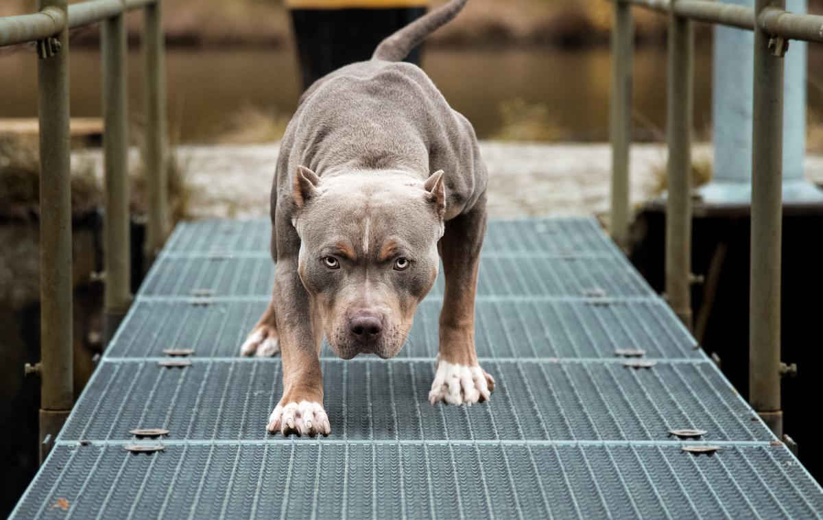 Pitbul | Foto Shutterstock