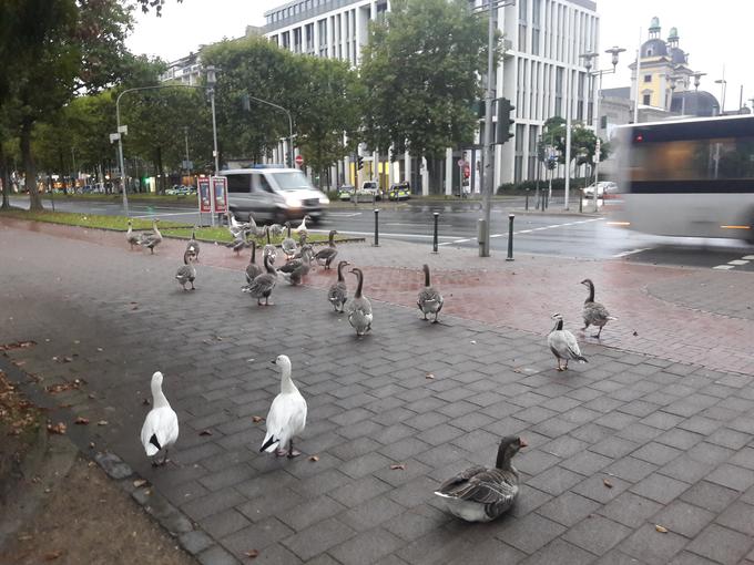 Mesto ob Renu ima polno ribnikov, zato so race in gosi stalni obiskovalci mestnega središča. Med njimi prevladujejo kanadske in pomeranske gosi. Praviloma imajo na cesti prednost pred avtomobili in kolesarji.  | Foto: Janez Zavašnik