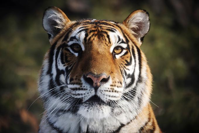 sibirski tiger | Foto: Guliverimage