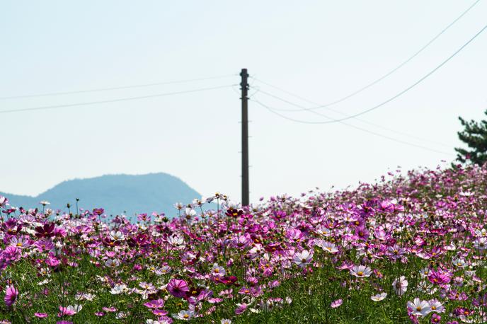 električni drog | Foto Shutterstock