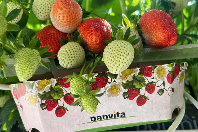 Panvita | Foto Panvita