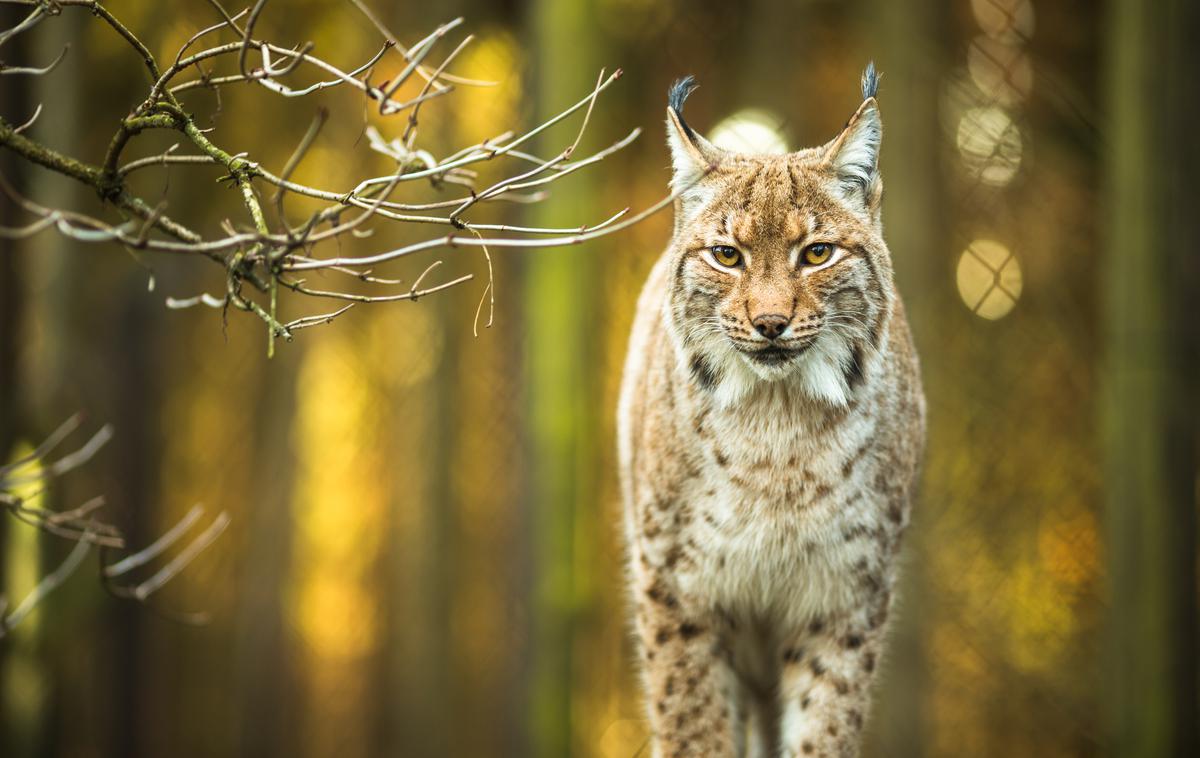 Ris | Mladiča risinje Teje iz Male Gore so januarja letos odlovili, mu nadeli telemetrično ovratnico in ugotovili, da je mladič ženskega spola. Fotografije je simbolična. | Foto Getty Images