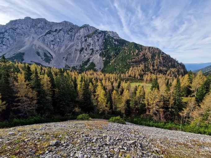 Macesni na Zelenici in nad njo Begunjščica | Foto: Matej Podgoršek